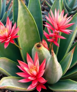 Agave Flora Paint Numbers