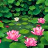 Lotus Pond Paint Numbers