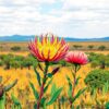 Protea Plains Paint Numbers