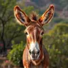 Golden Tropic Savanna Donkey paint by numbers