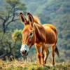 Golden Tropic Savanna Donkey paint by numbers