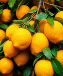 Harvesting Golden Carambolas Paint By Numbers