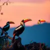 Hornbills In Evening Light paint by numbers