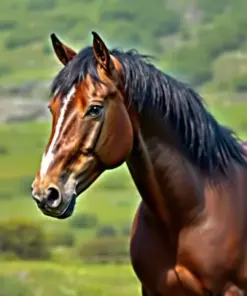 Island Pasture Horse paint by numbers