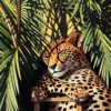 Sleeping Cheetah Palm Shadows Paint By Numbers