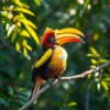 Sunlit Hornbill Perch paint by numbers