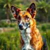 Tropical Pasture Cattle Dog Paint by Numbers