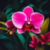 Vintage Tropical Orchid Noir Paint By Numbers